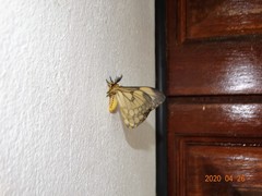 Pseudaphelia apollinaris