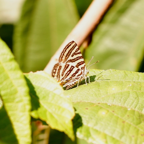 Long-banded Silverline