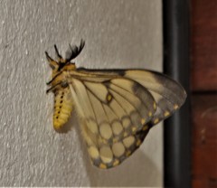 Pseudaphelia apollinaris