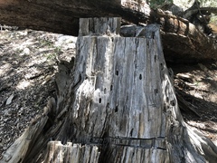 Calocedrus decurrens