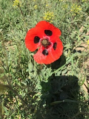Papaver commutatum
