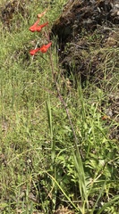 Delphinium nudicaule