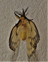 Pseudaphelia apollinaris