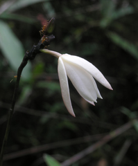 Bromheadia finlaysoniana