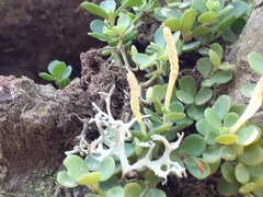 Peperomia berlandieri