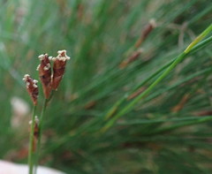 Restio subverticillatus