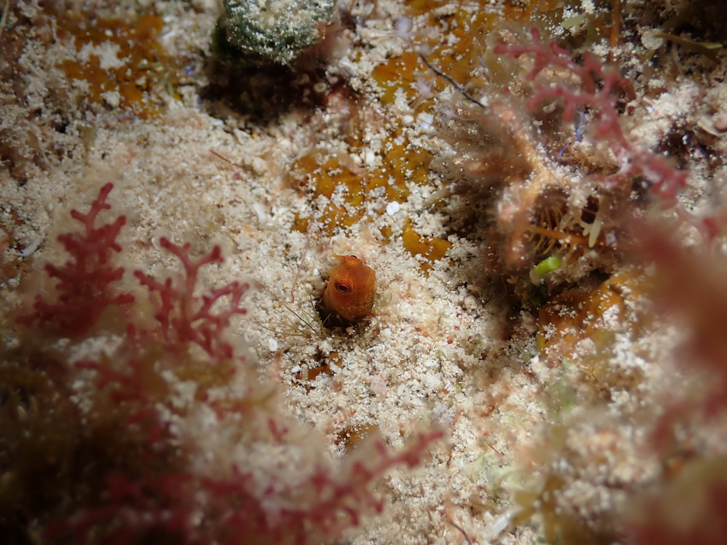Stalk Blenny