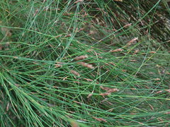 Restio subverticillatus