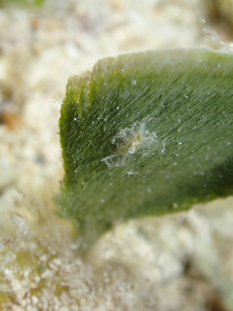 Antilles glass-slug