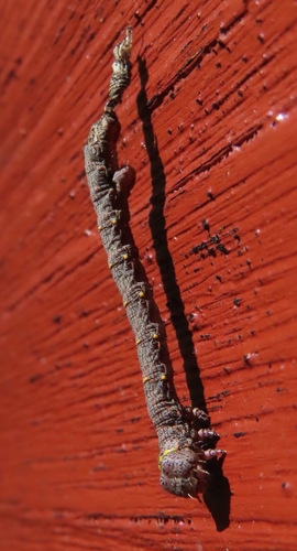 Brindled Beauty Moth