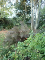 Restio subverticillatus