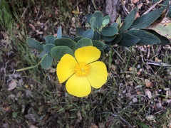 Dendromecon harfordii