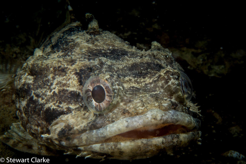 Peces Sapo Batrachoidiformes peces-sapo-batrachoidiformes
