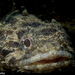 Batrachoidiformes - Photo (c) Stewart Clarke,  זכויות יוצרים חלקיות (CC BY-NC), uploaded by Stewart Clarke