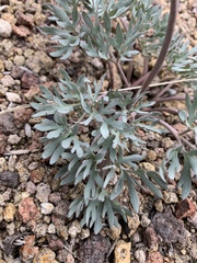 Ranunculus andersonii