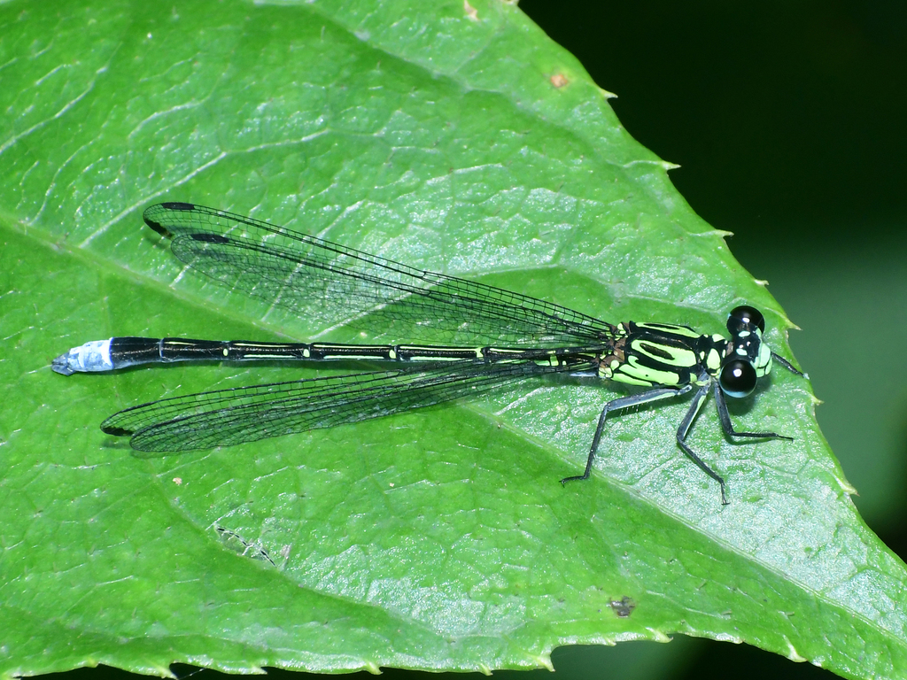 Anisopleura subplatystyla