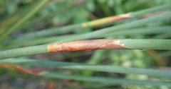 Rhodocoma fruticosa