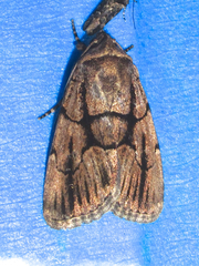 Sympistis infixa