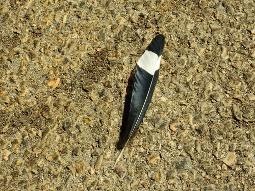 Plume de Huppe fasciée