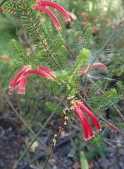 Rhodocoma fruticosa