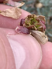 Ranunculus andersonii