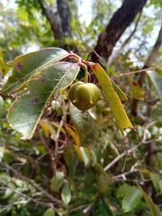 Sclerocroton melanostictus image