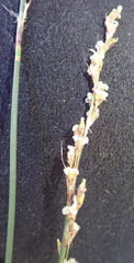 Rhodocoma fruticosa