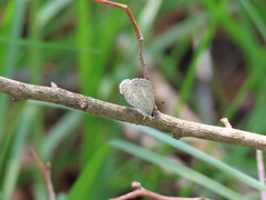 Celastrina echo gozora
