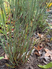 Rhodocoma fruticosa