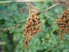 Rhodocoma fruticosa