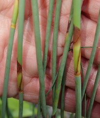 Rhodocoma fruticosa