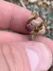 Ranunculus andersonii