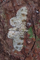 Gymnoscelis admixtaria