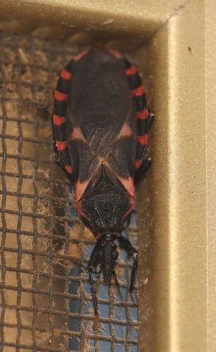 Eastern bloodsucking conenose