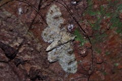 Gymnoscelis admixtaria