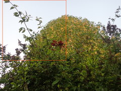 Combretum