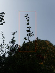 Combretum