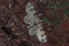 Gymnoscelis admixtaria