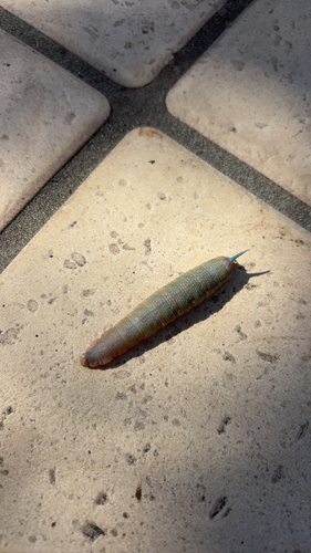 Lime Hawkmoth