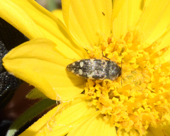 Acmaeodera diffusa