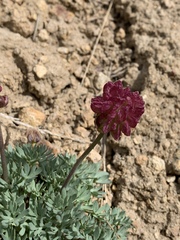 Ranunculus andersonii