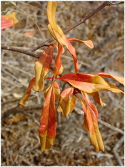 Punica granatum