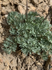 Ranunculus andersonii