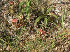 Nepenthes smilesii