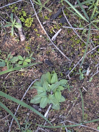Sandhill Greenhood