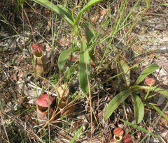 Nepenthes smilesii