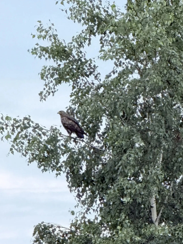Lesser Spotted Eagle