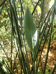 Strelitzia juncea
