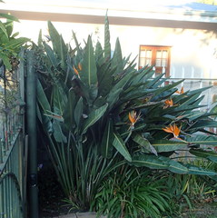 Strelitzia reginae