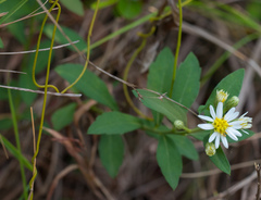 Aster baccharoides
